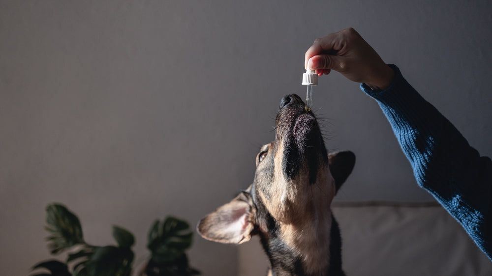 dog taking tincture of cbd